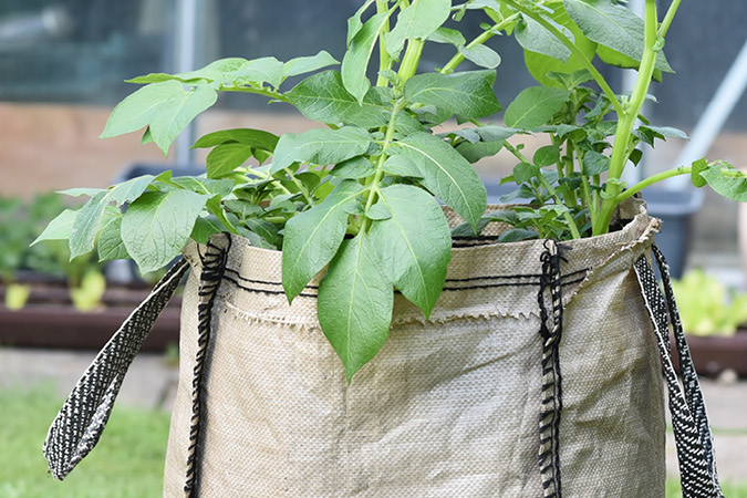 Kartoffeln im Pflanzsack anbauen Schreiber Baustoffe
